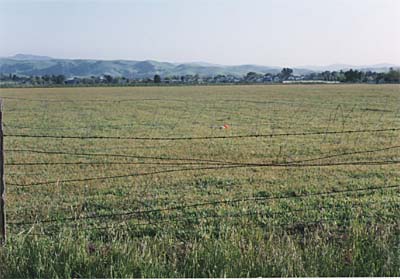 Tomahawk in a fenced-off field